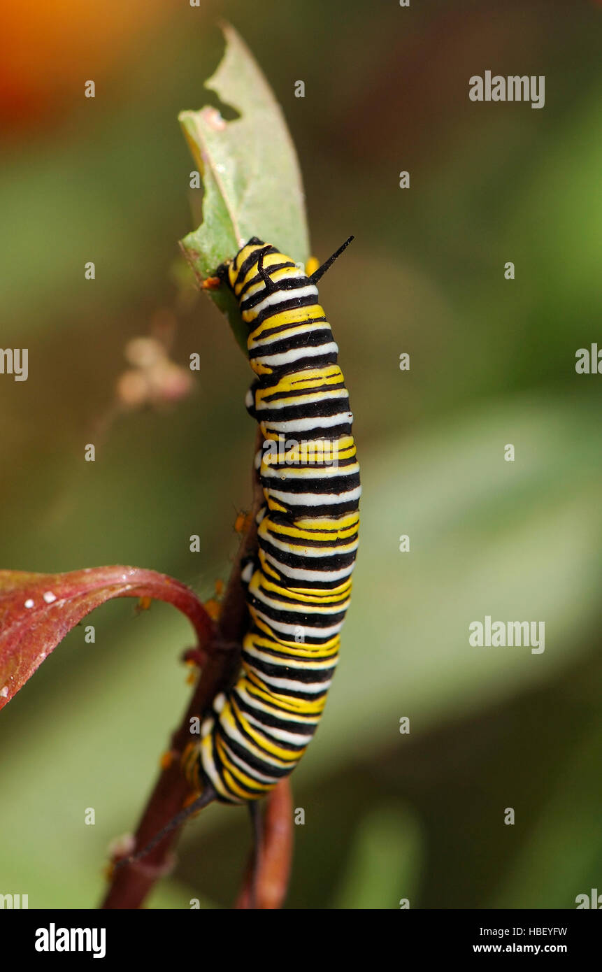 Monarch Caterpillar, Danaus plexippus, Southern California Stock Photo ...
