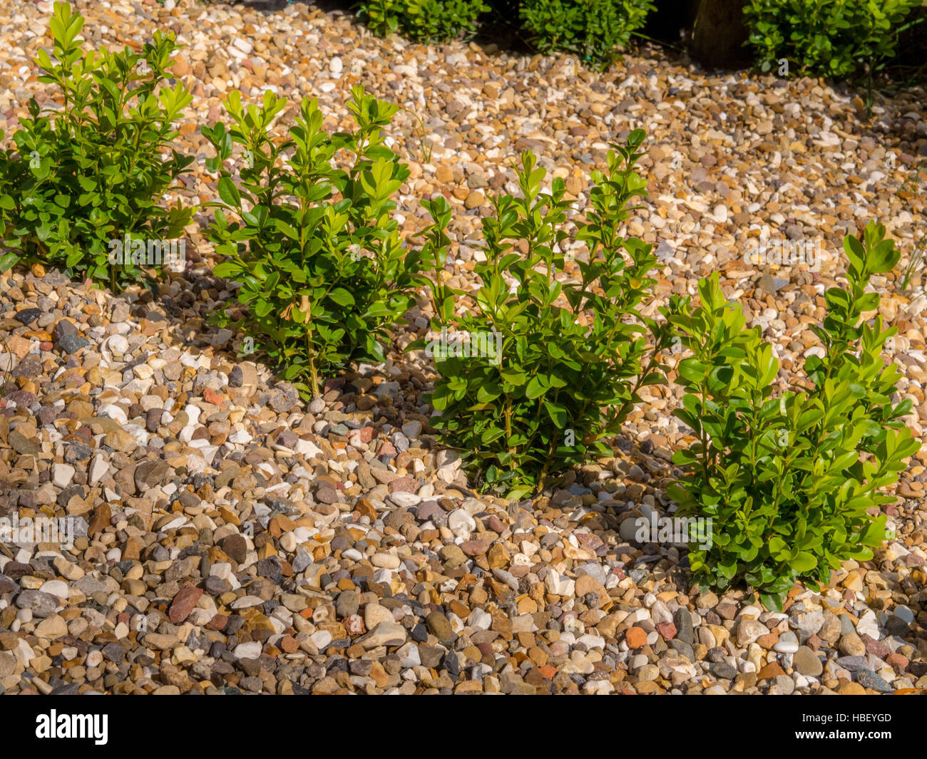 Young box hedging plants in gravel Stock Photo