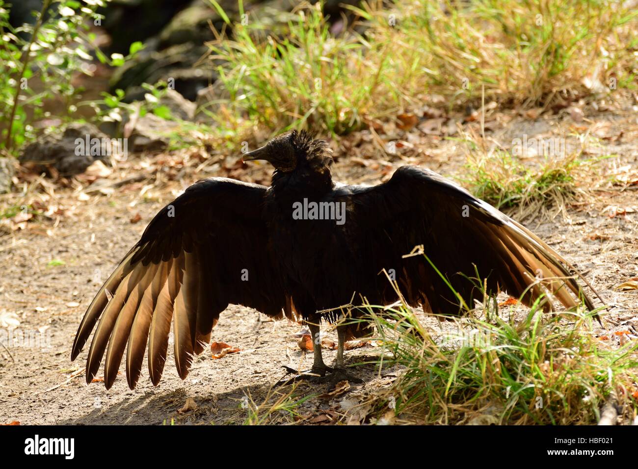 Anhingas bird resting with wings spread out to dry. Stock Photo