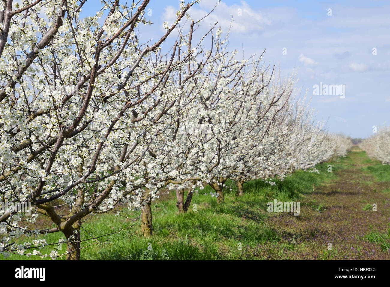 Flowering plum garden Stock Photo Alamy
