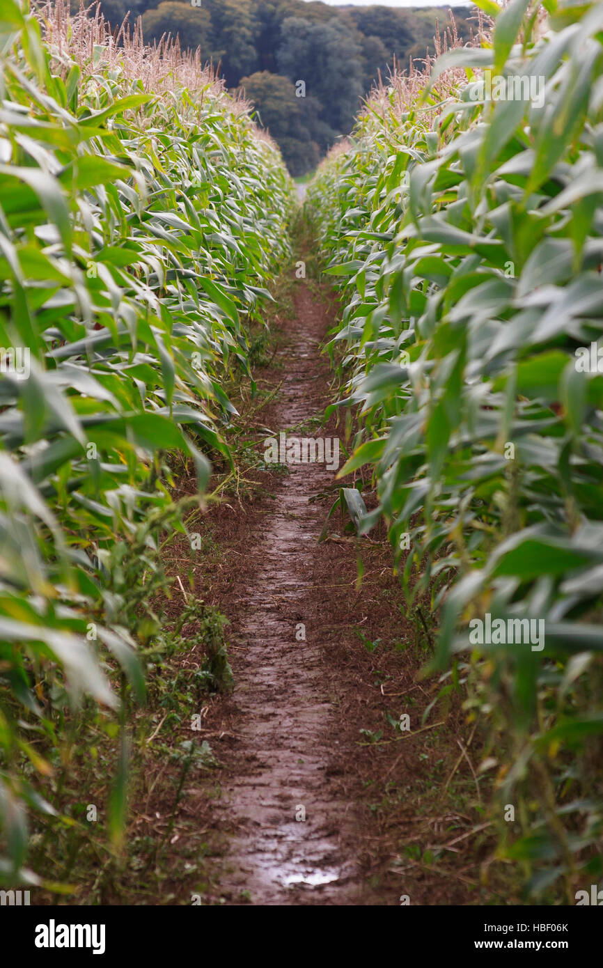 Muddle Corn footpath through muddy corn field Stock Photo - Alamy