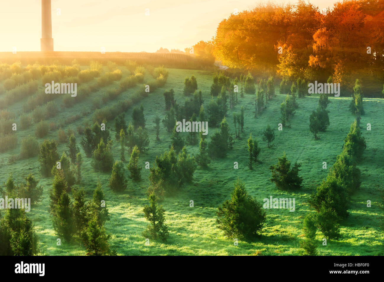 Landscape with morning fog and sunbeams Stock Photo - Alamy