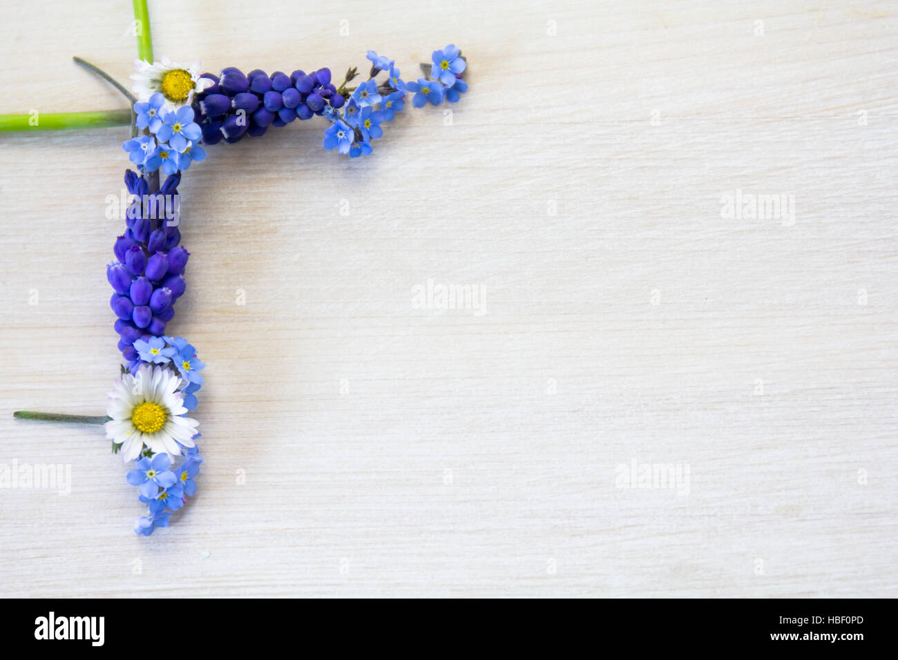 Forget-me-not, Daisys and grapehyacinth Stock Photo
