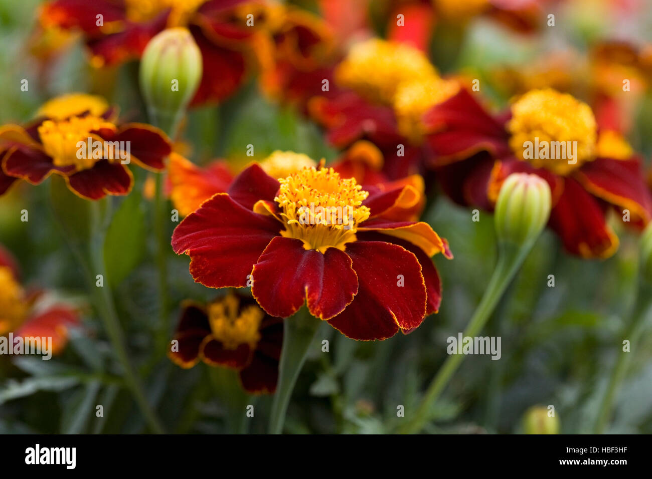 Tagetes patula. French marigolds growing in the garden. Stock Photo
