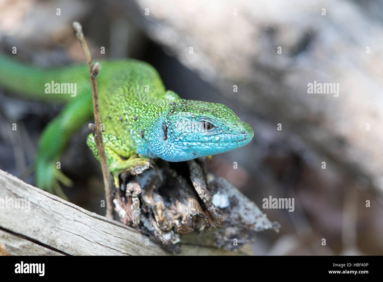 Green lizard Stock Photo