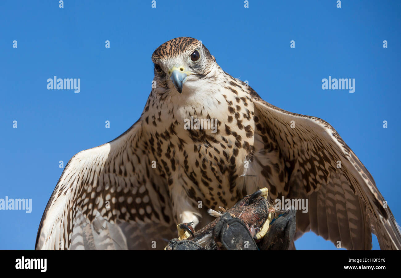 Saker Falcon (falco cherrug) in a desert near Dubai Stock Photo