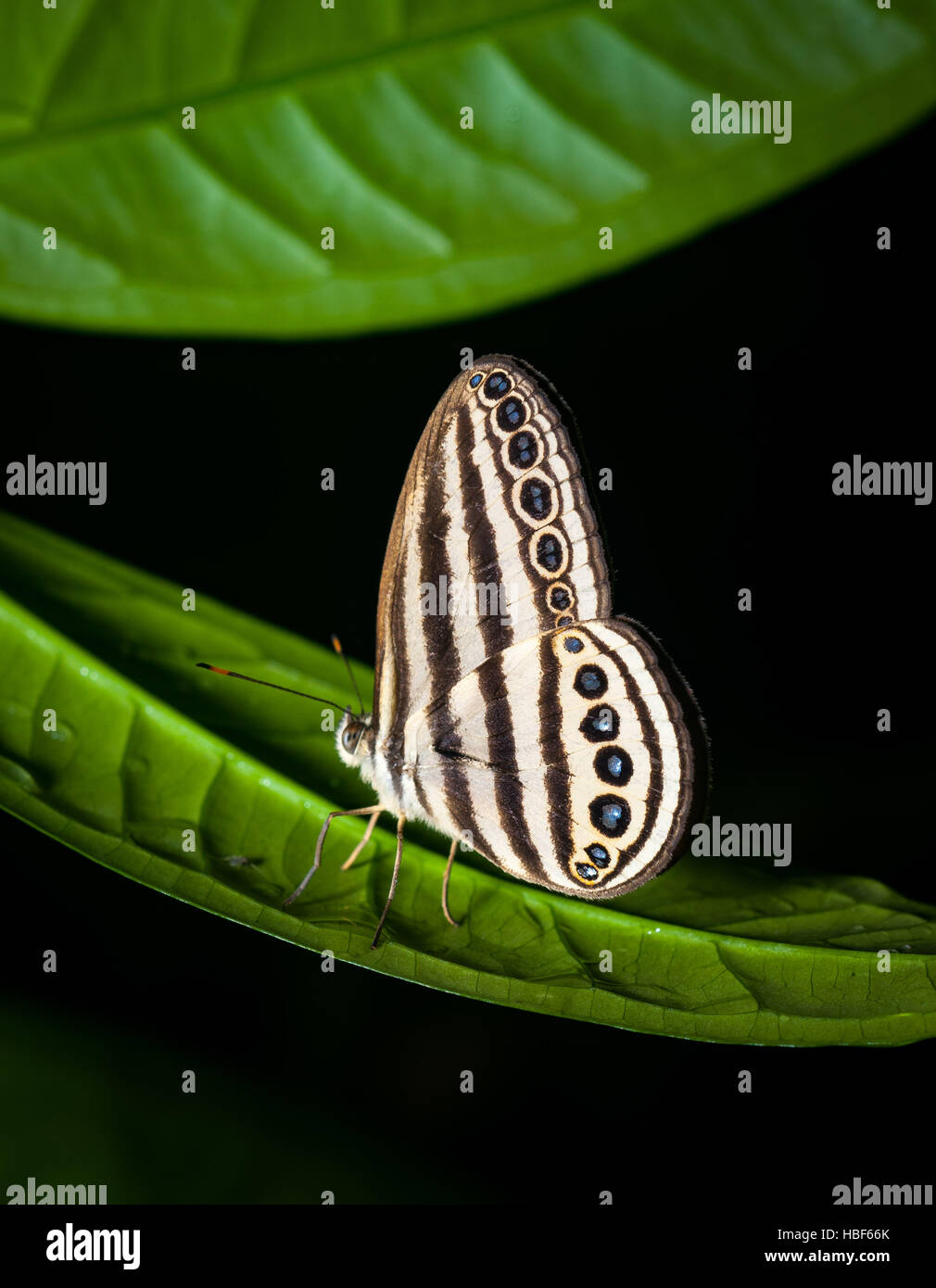 Butterfly in the Danum Valley, Sabah, Malaysia Stock Photo