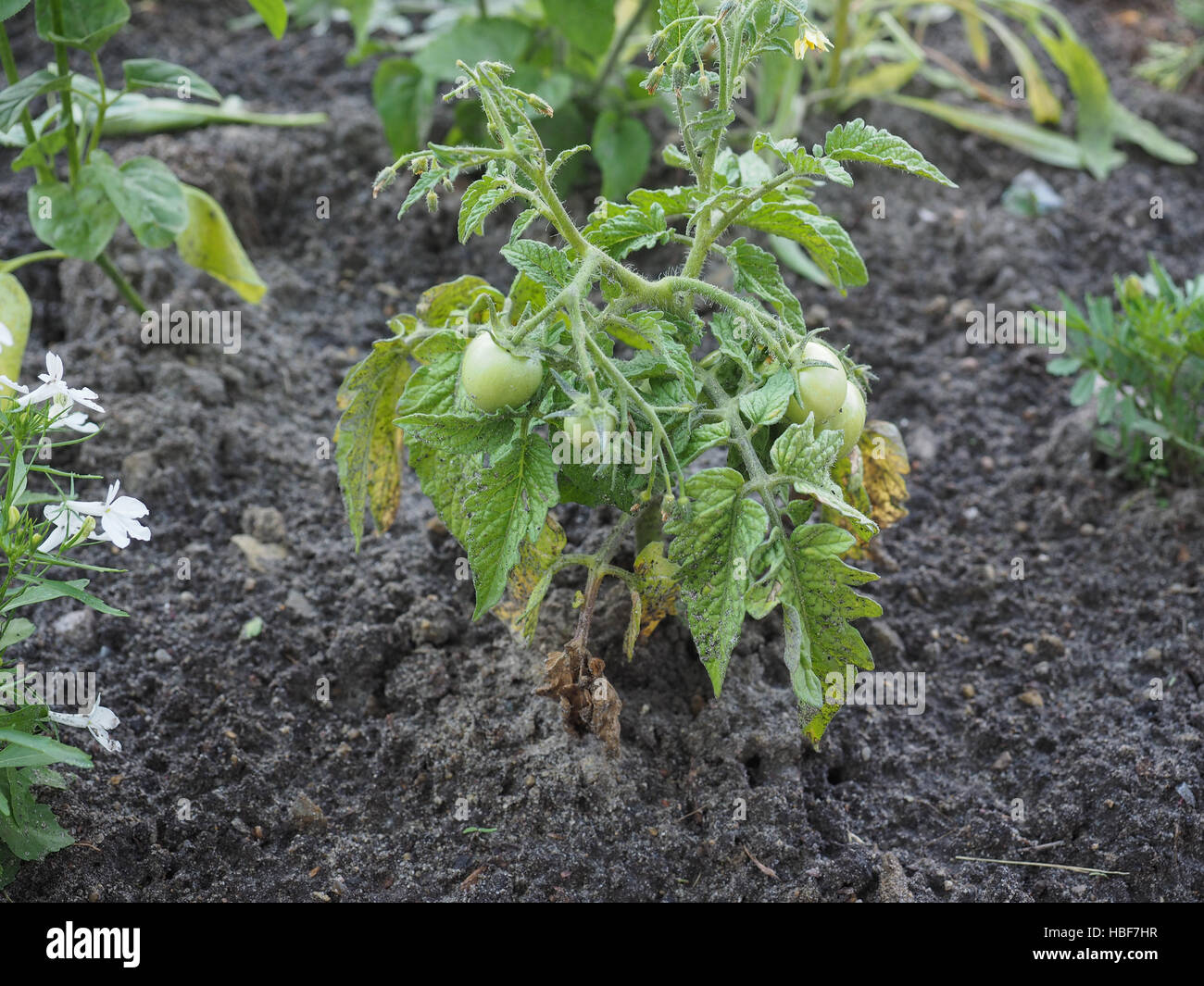 Tomato plant with green tomatoes Stock Photo Alamy
