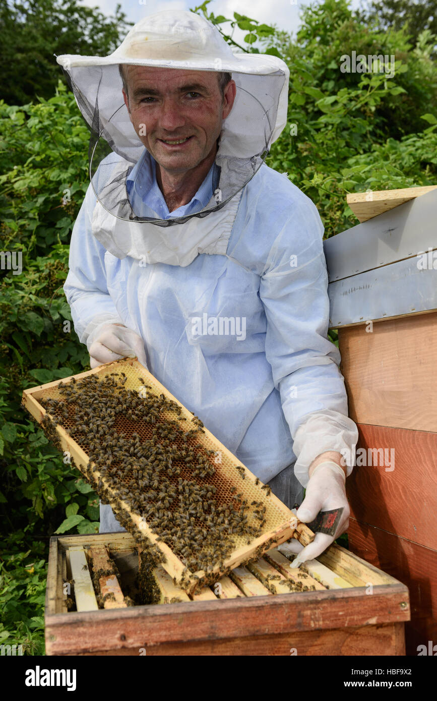 beekeeper at work Stock Photo