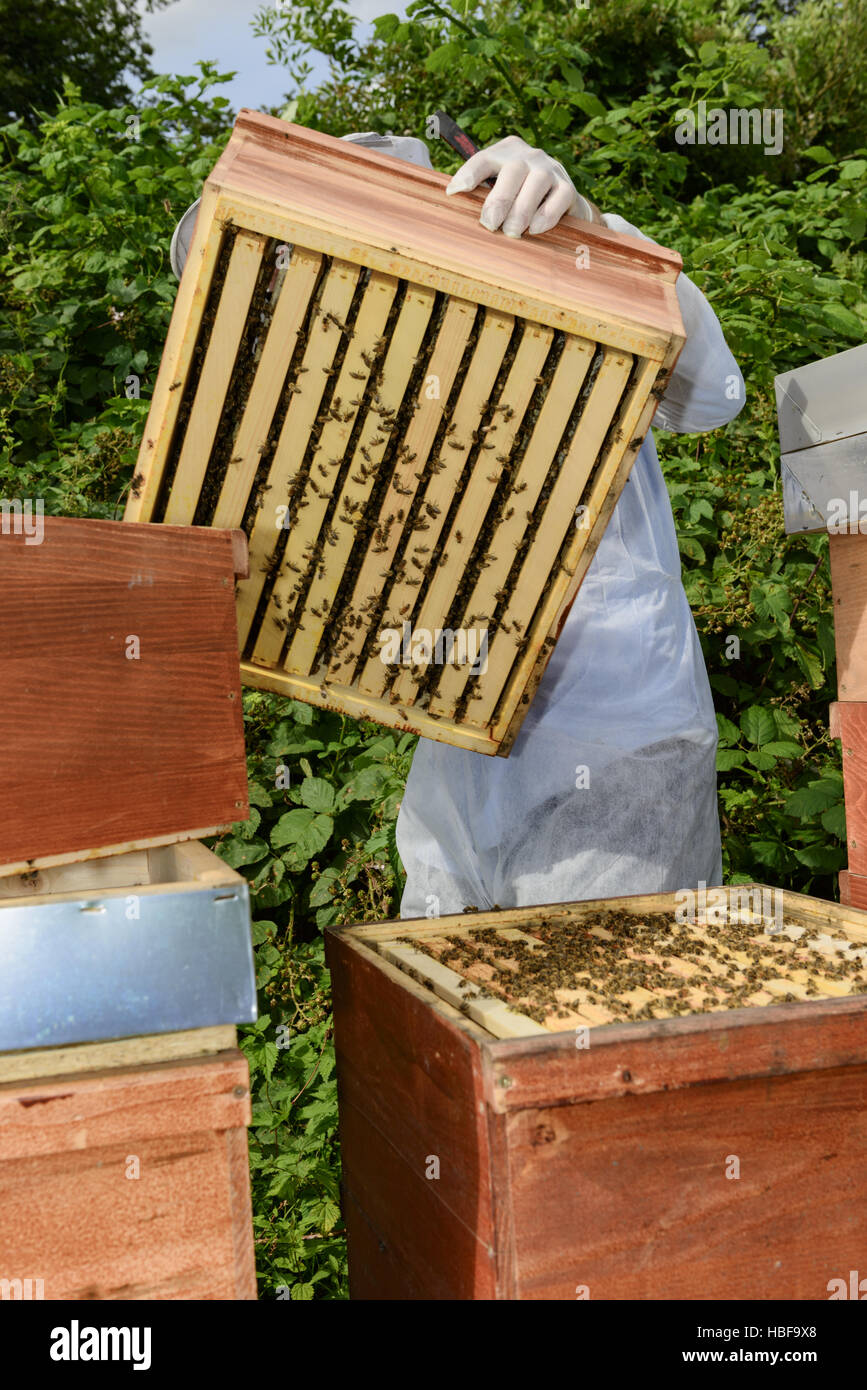 beekeeper at work Stock Photo