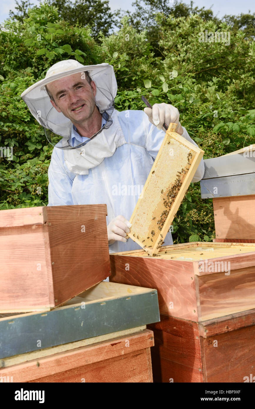 beekeeper at work Stock Photo
