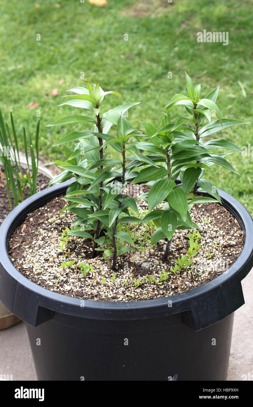 Growing Oriental Lilium or Lilies in a pot Stock Photo