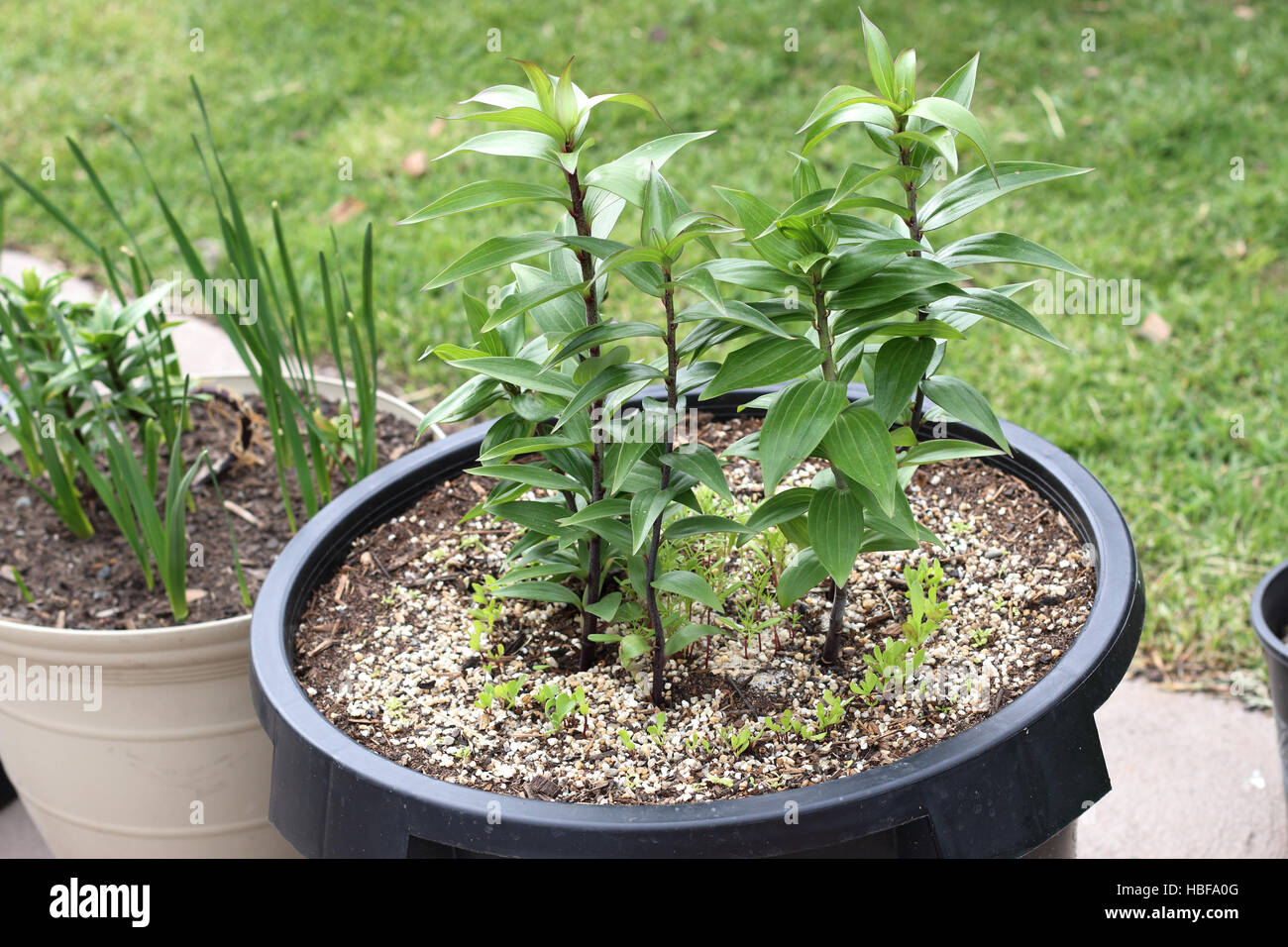 Growing Oriental Lilium or Lilies in a pot Stock Photo