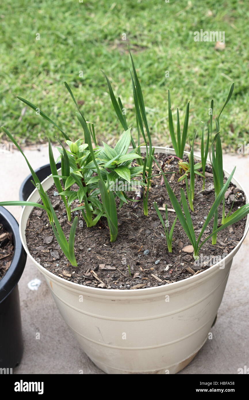 Growing Jonquils and Oriental Lilium or Lilies in a pot Stock Photo
