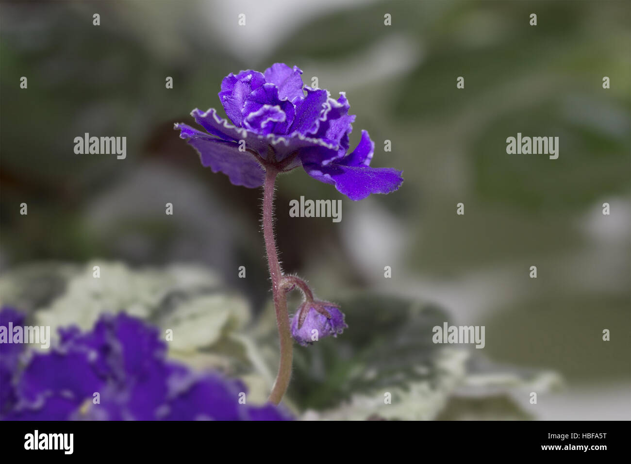Violet flower dark blue closeup. Stock Photo