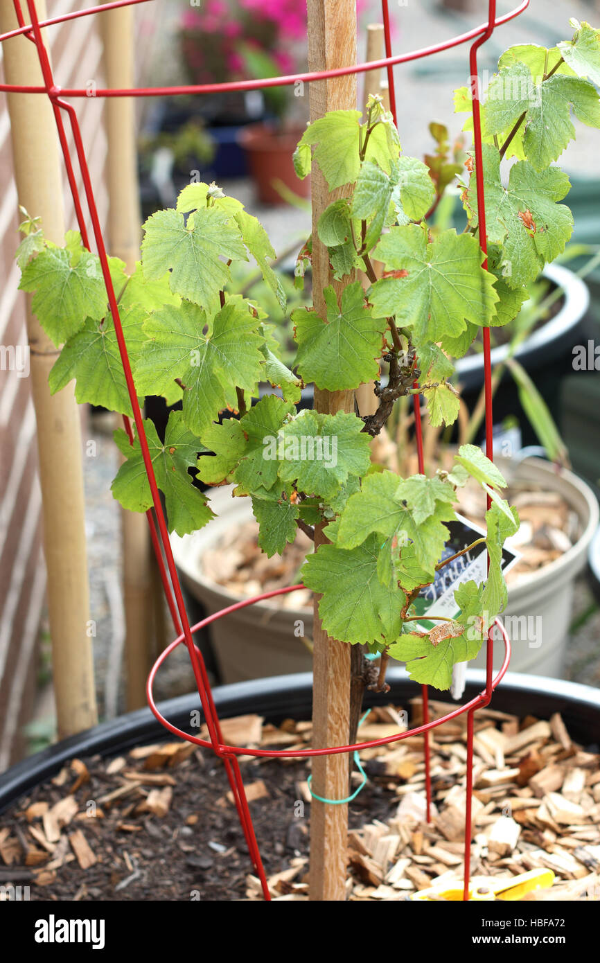 Growing grape vine in a pot Stock Photo Alamy