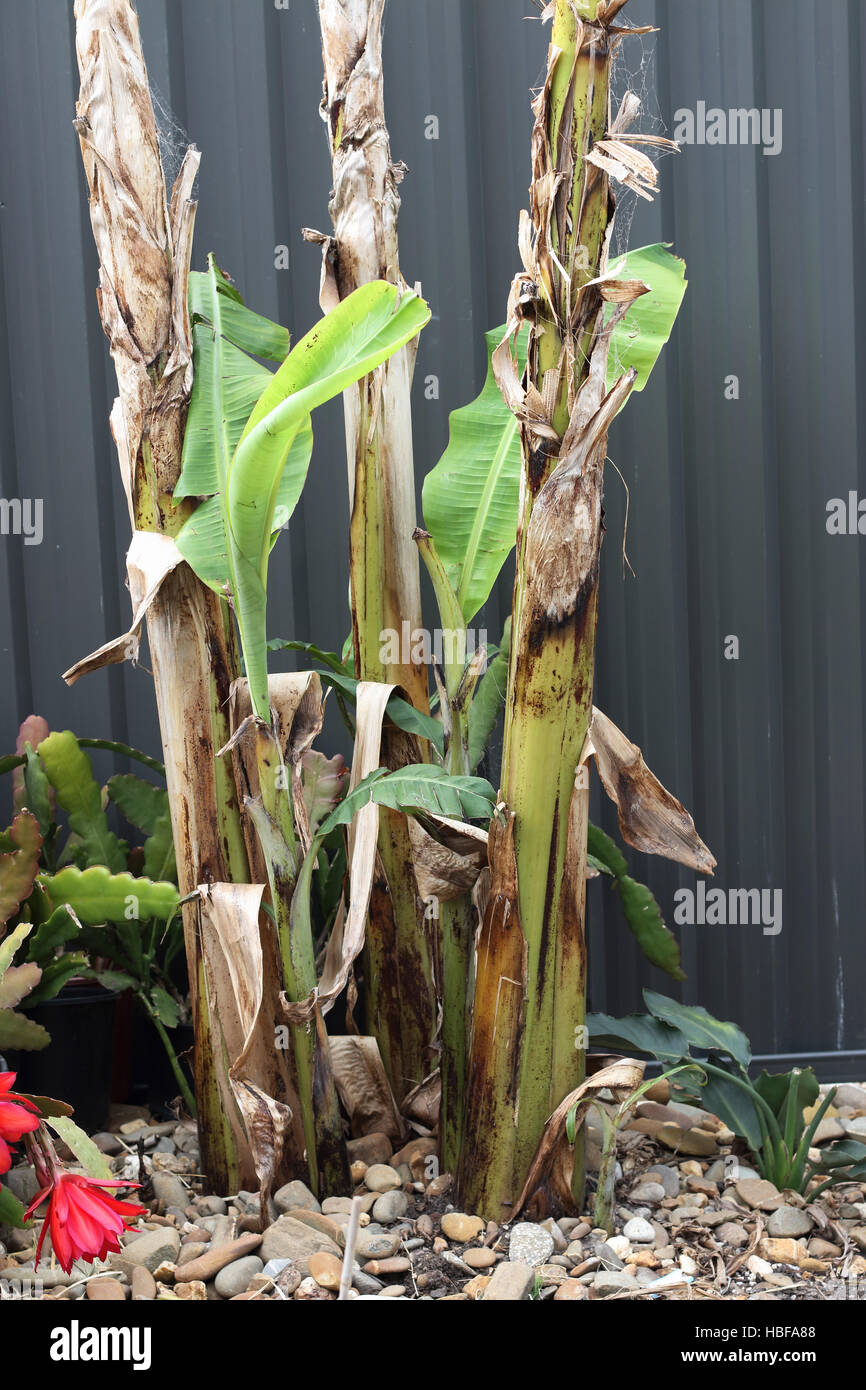 Banana trees growing in the backyard against  metal fence Stock Photo