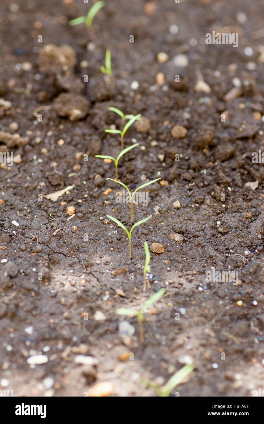 Carrots just sprouting on farm Stock Photo Alamy