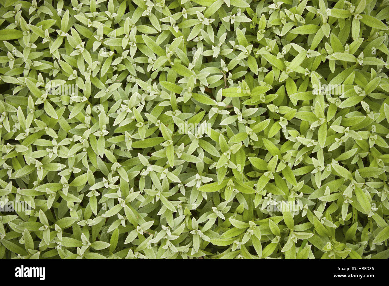 Mouse-ear chickweed (Carastium).Texture Stock Photo