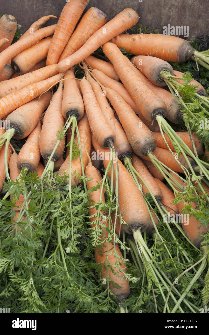Vegetable tops hires stock photography and images Alamy