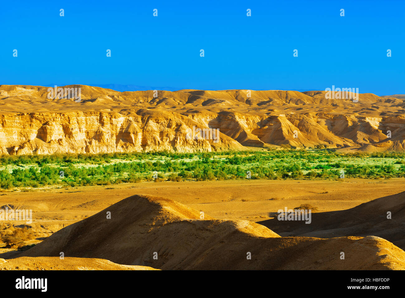 Plants holy land plant hi-res stock photography and images - Alamy