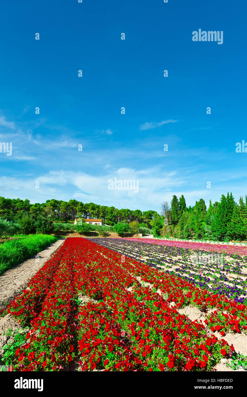 Lily flower beds hi-res stock photography and images - Alamy