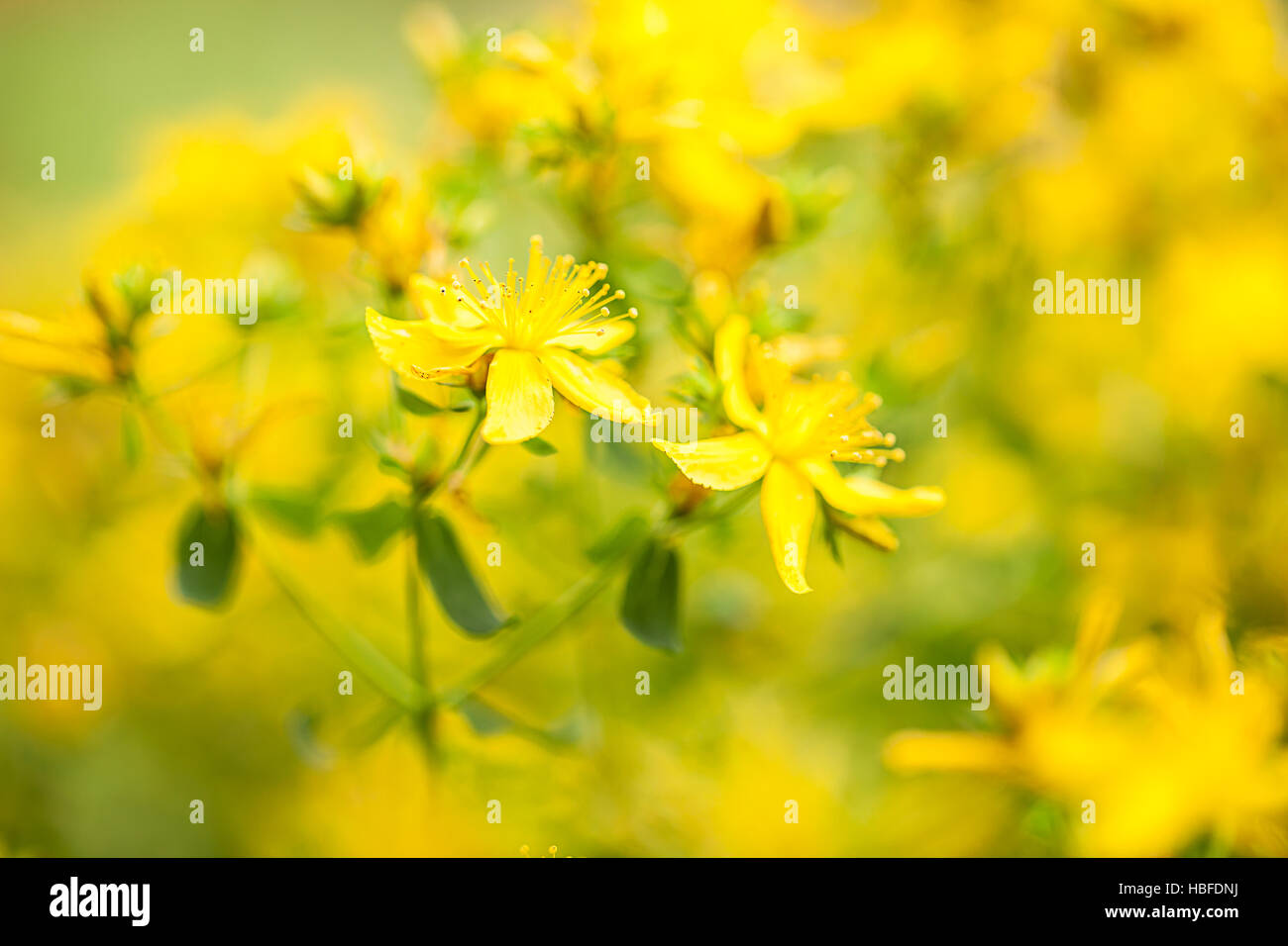 St. John's Wort (Hypericum perforatum) Stock Photo