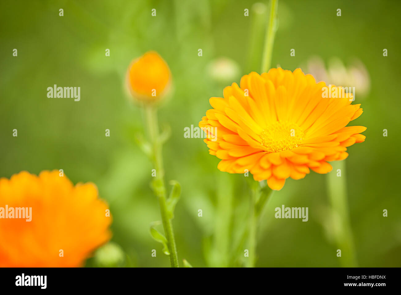 Marigold (Calendula officinalis) Stock Photo