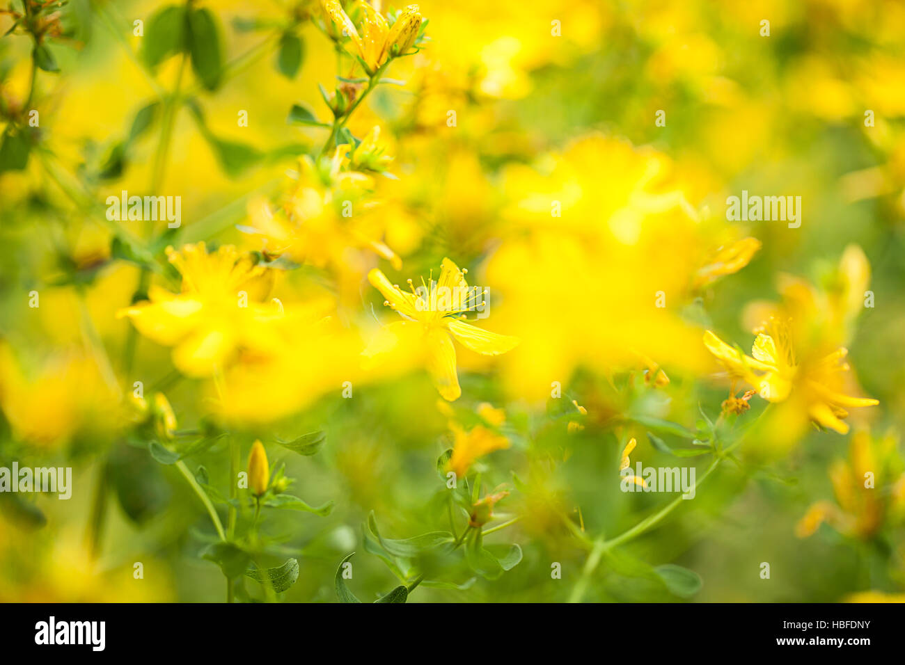 Olio Infuso Di Iperico (St. John's Wort) 500ml – Hypericum Perforatum Per Aromaterapia E Cura Della Pelle