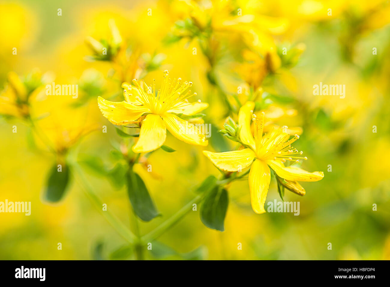 St. John's Wort (Hypericum perforatum) Stock Photo