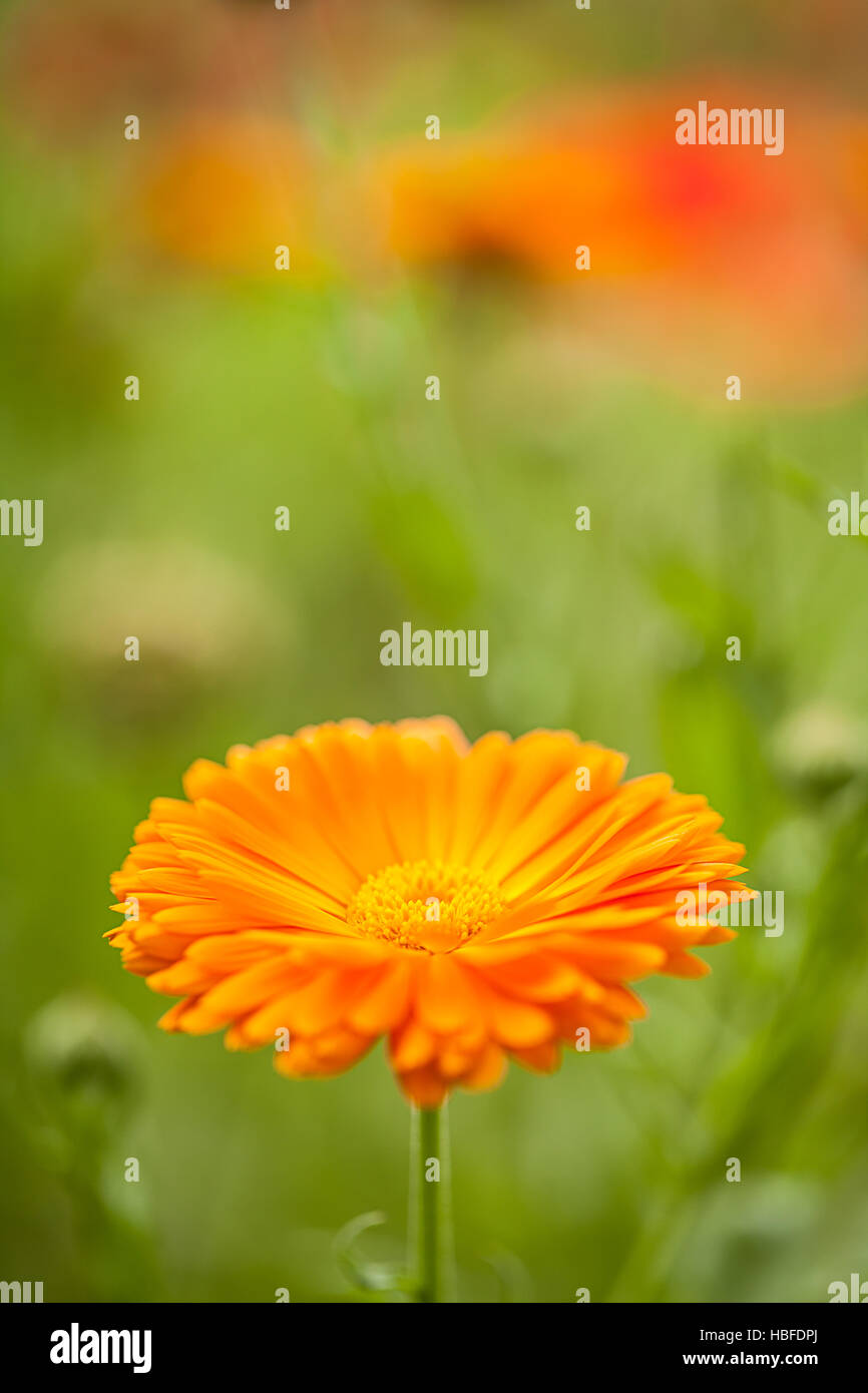 Marigold (Calendula officinalis) Stock Photo