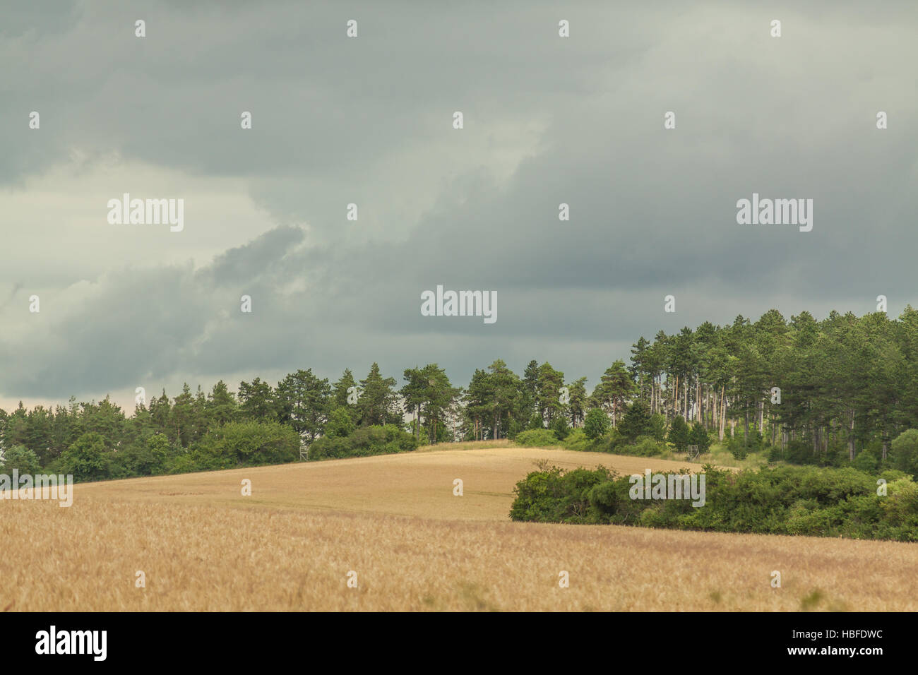 Landscape in summer Stock Photo