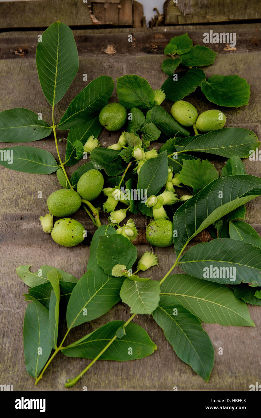 nuts, haselnuts, walnuts Stock Photo