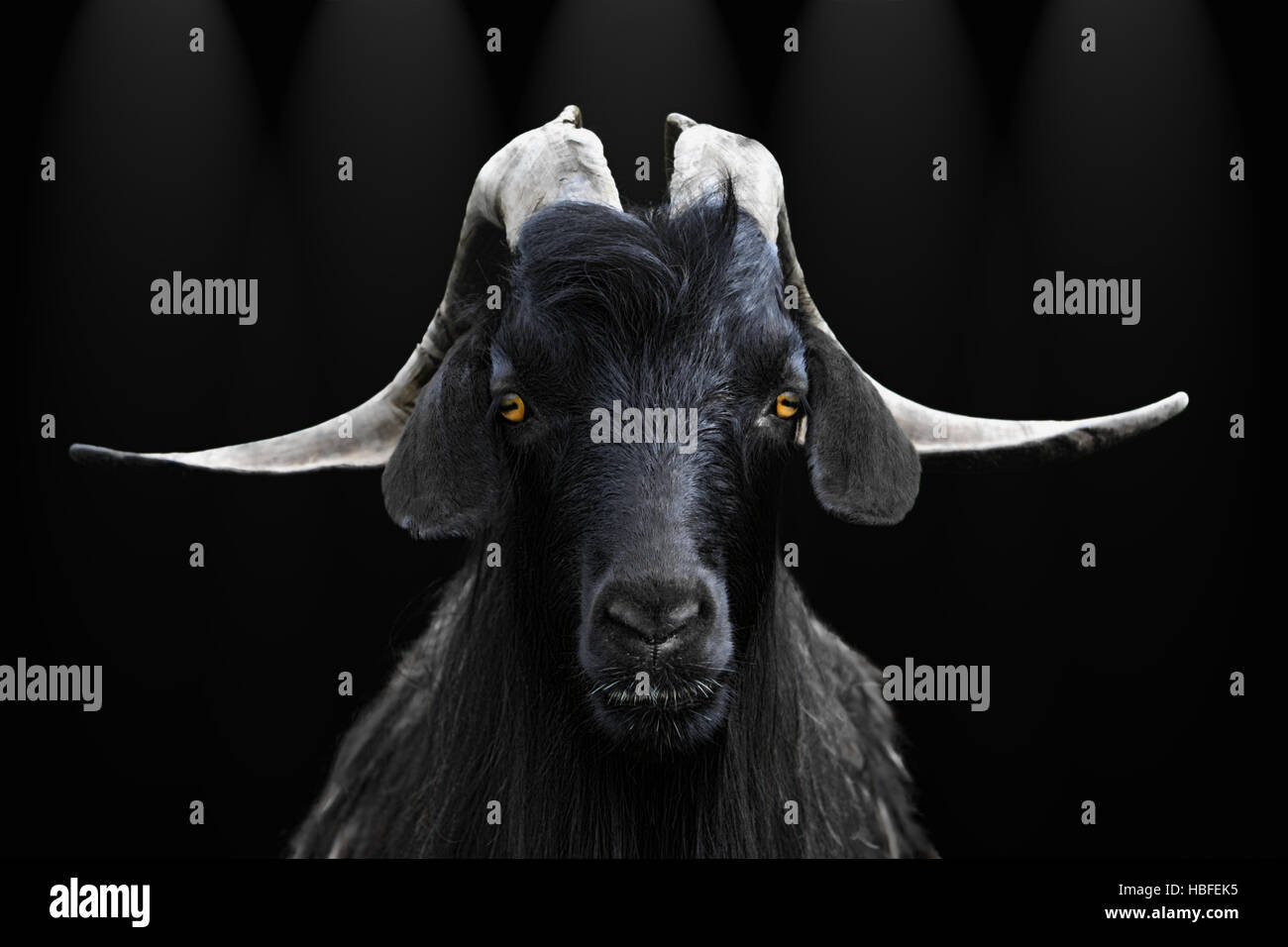 Black goat Stock Photo