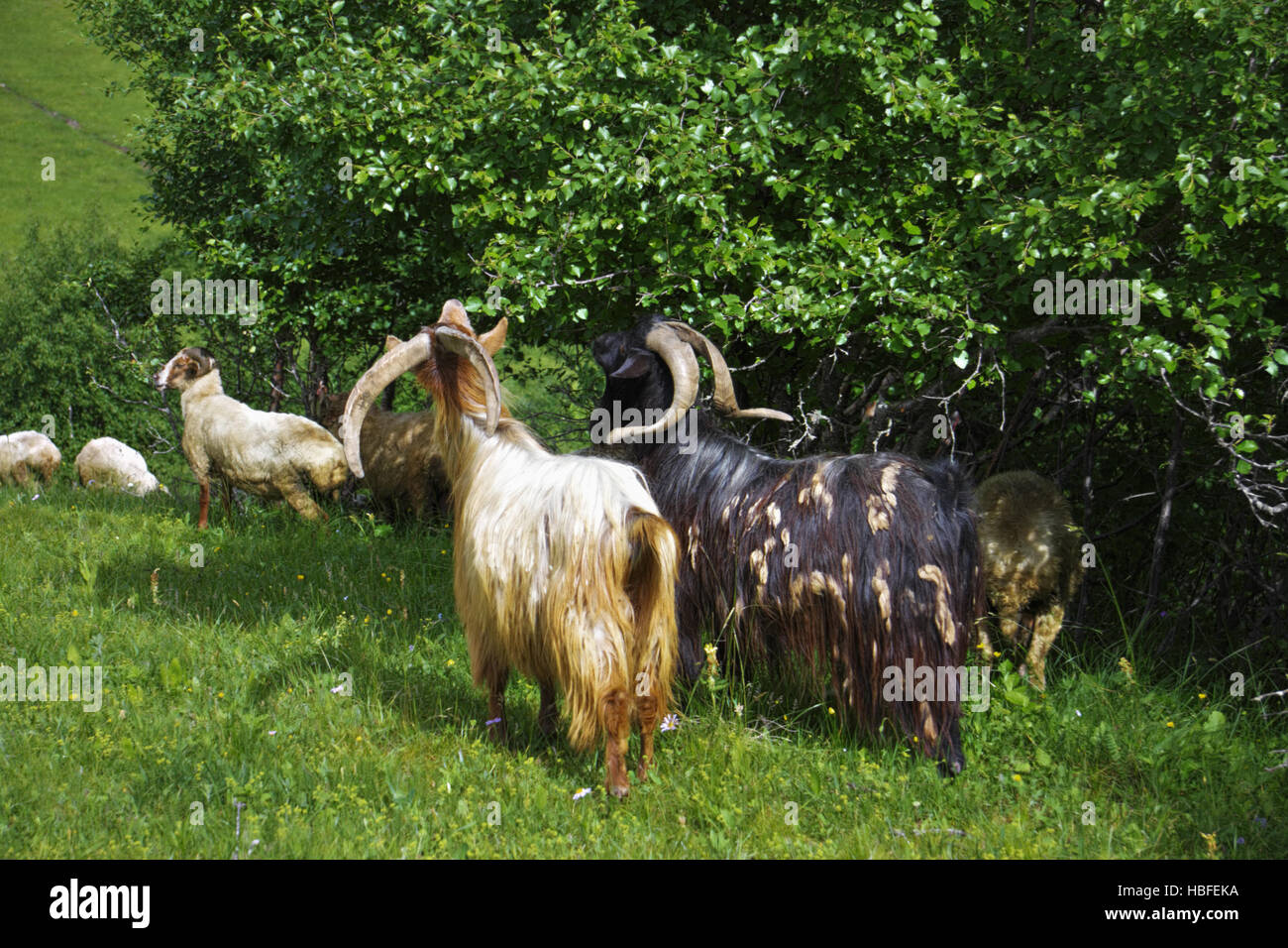 Goats eating leaves Stock Photo