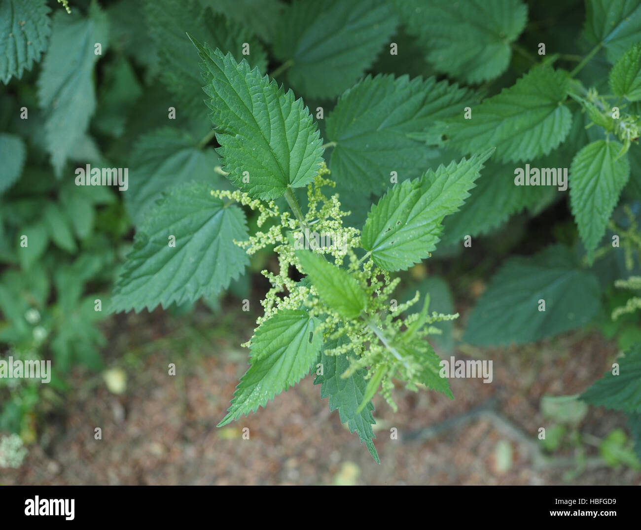 Nettle (Urtica) plant Stock Photo Alamy
