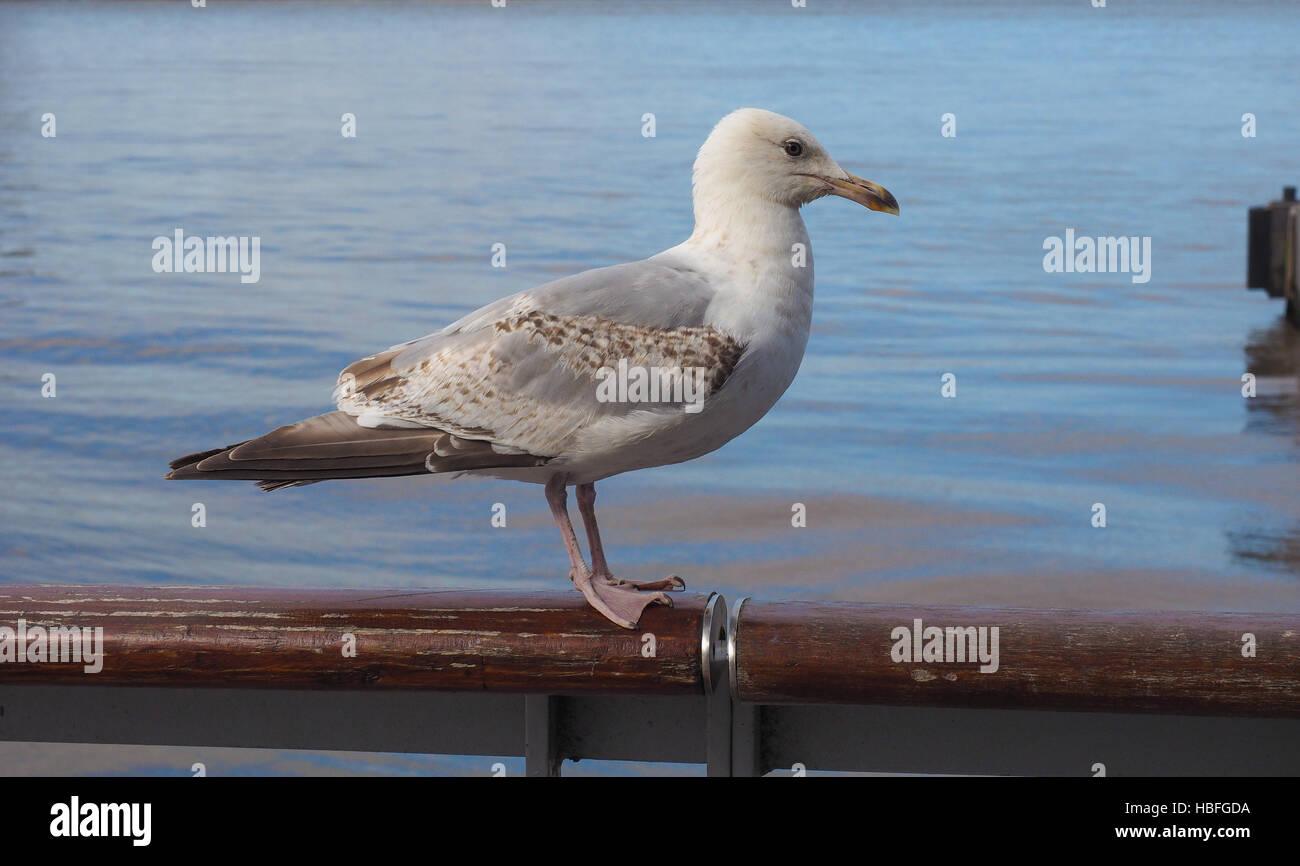 Seagull bird animal Stock Photo Alamy