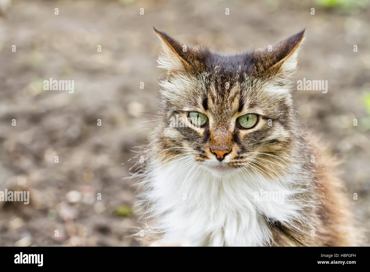 Portrait of longhaired domestic cats Stock Photo - Alamy