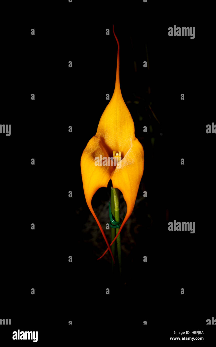 Golden Orchid Stock Photos & Golden Orchid Stock Images - Alamy
