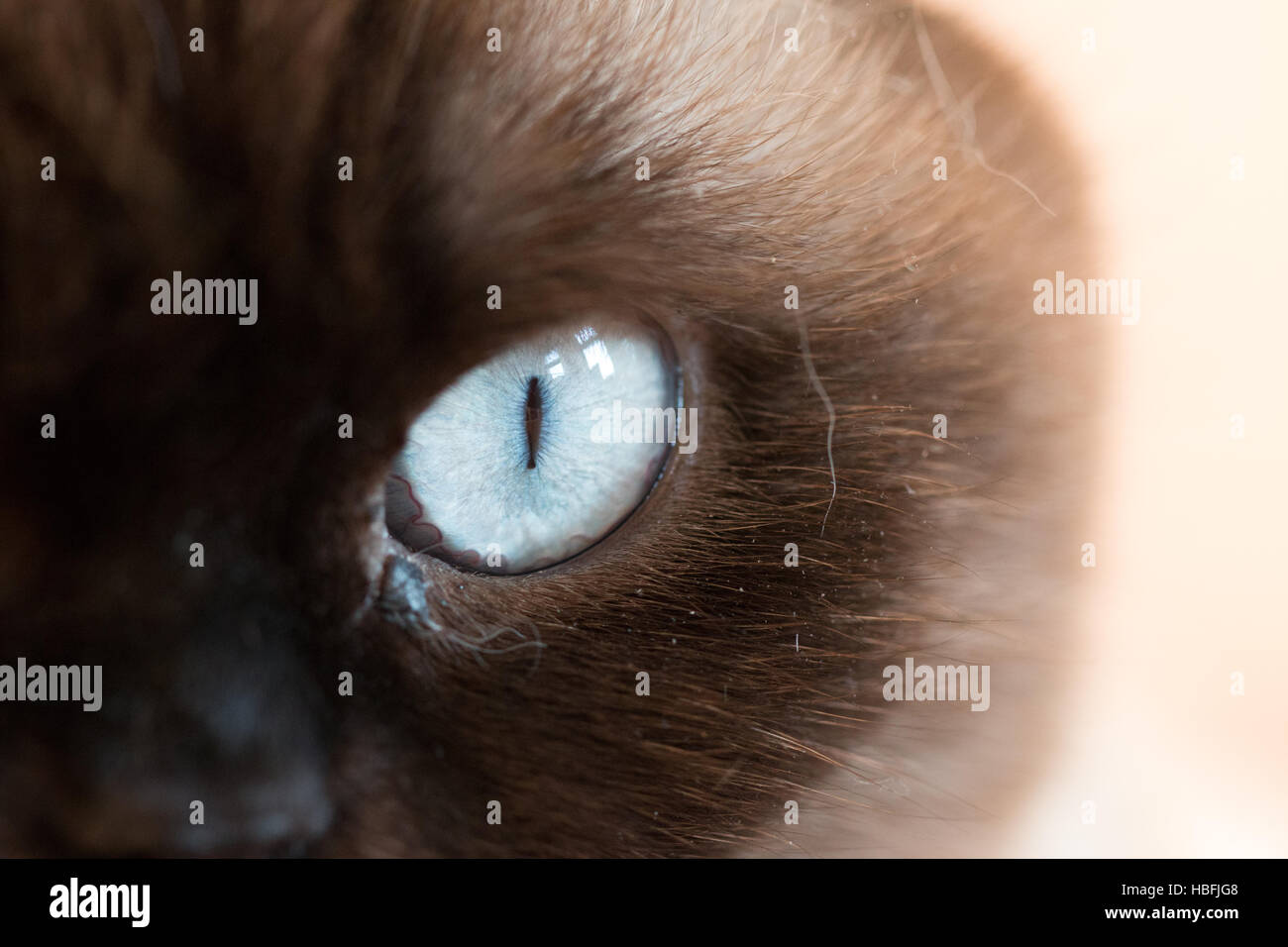 Tier auge hi-res stock photography and images - Alamy