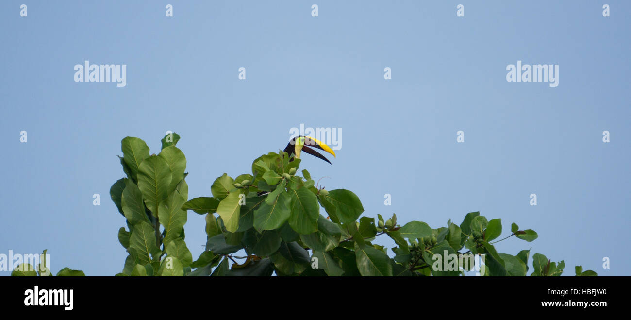 Toucan on a tree in the rainforest Stock Photo