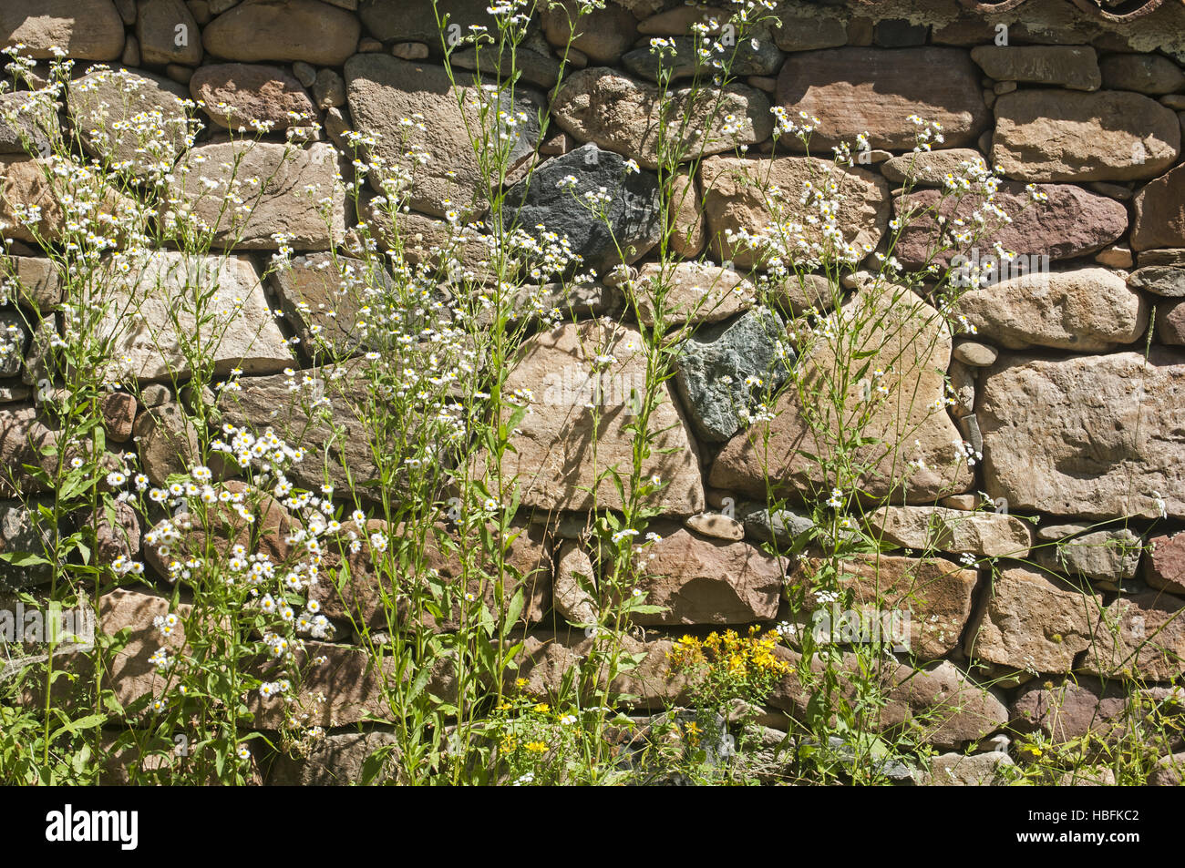 Flowers and plants on stone wall background Stock Photo - Alamy