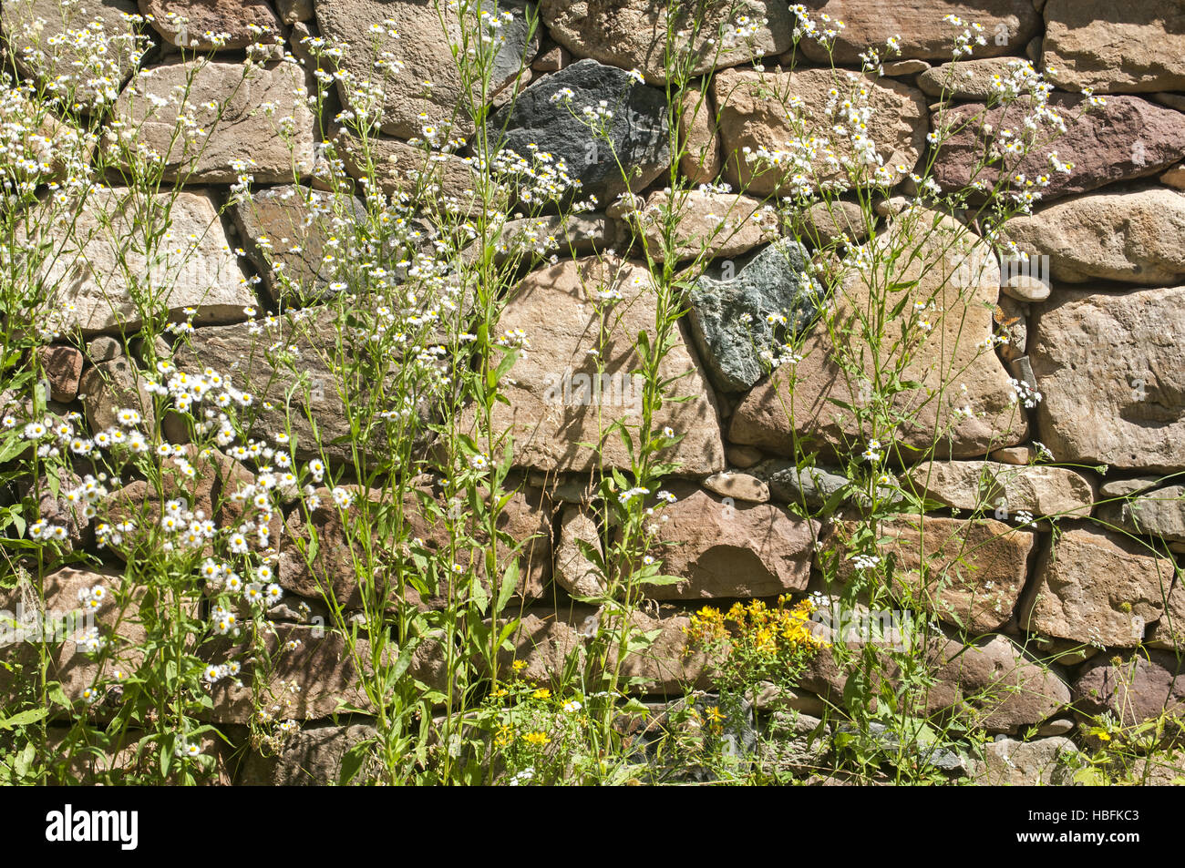 Garden stone wall plants hi-res stock photography and images - Alamy