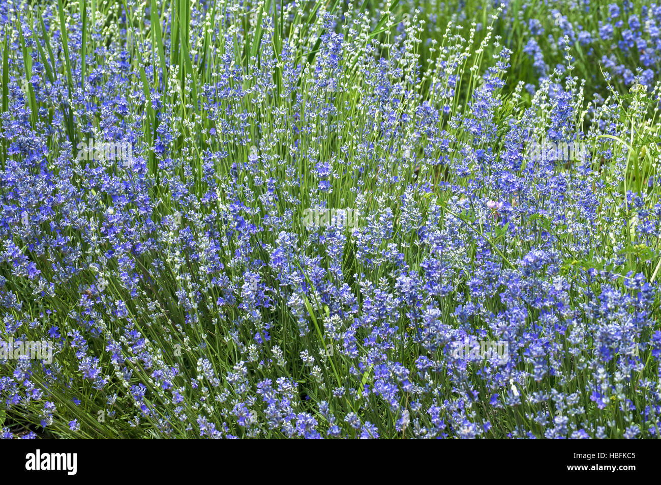 Salvia blue violet flower stems Stock Photo