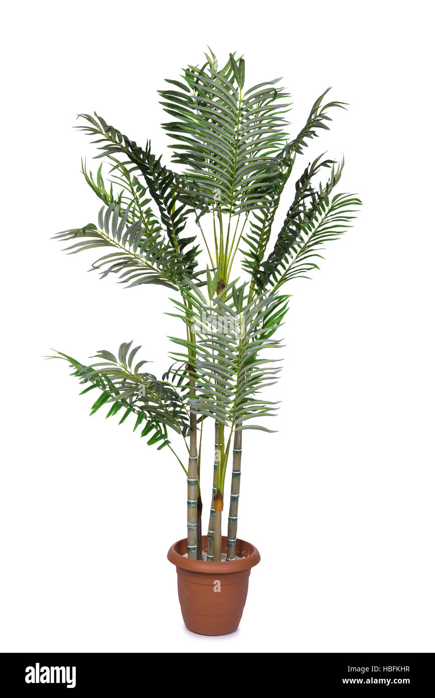 Parlor palm Cut Out Stock Images & Pictures Alamy
