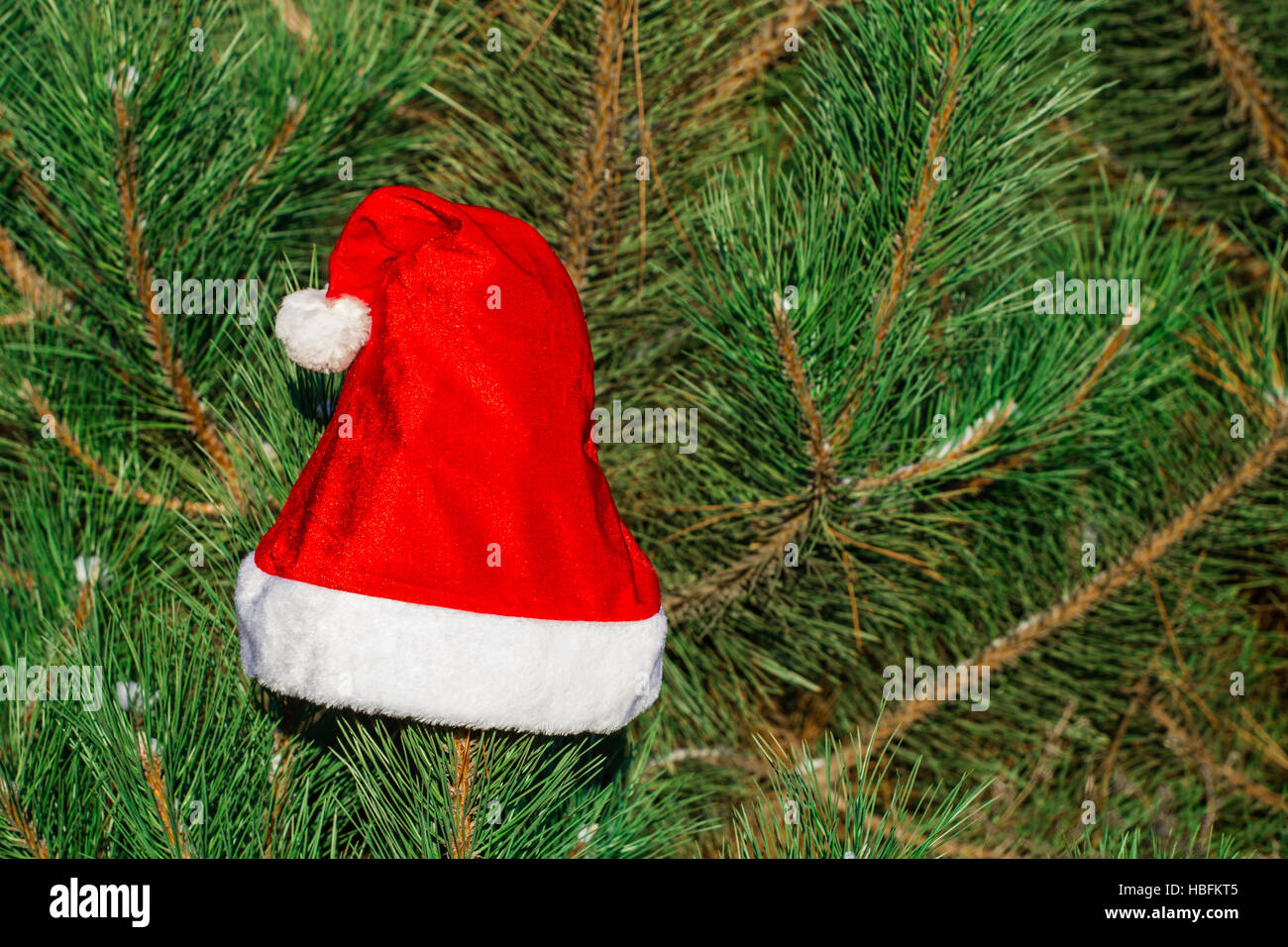 Red Santa Claus hat on fir branch in winter park outdoors Stock Photo