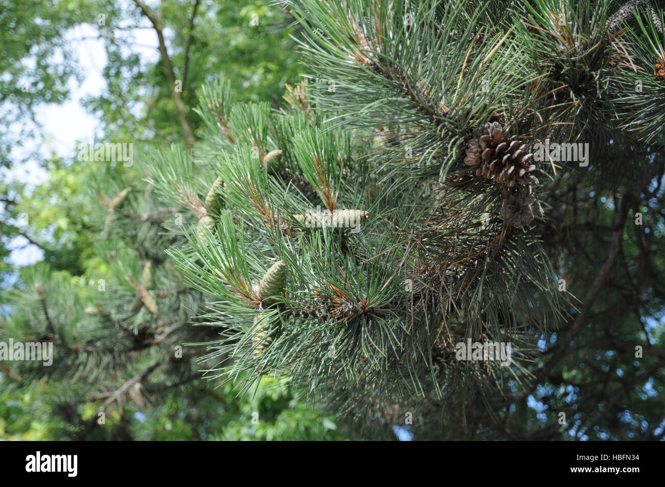 Pinus nigra, Black pine, cones Stock Photo