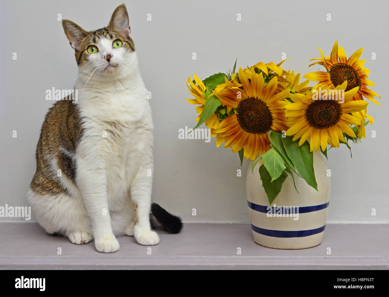 Cat with Sunflowers Stock Photo Alamy