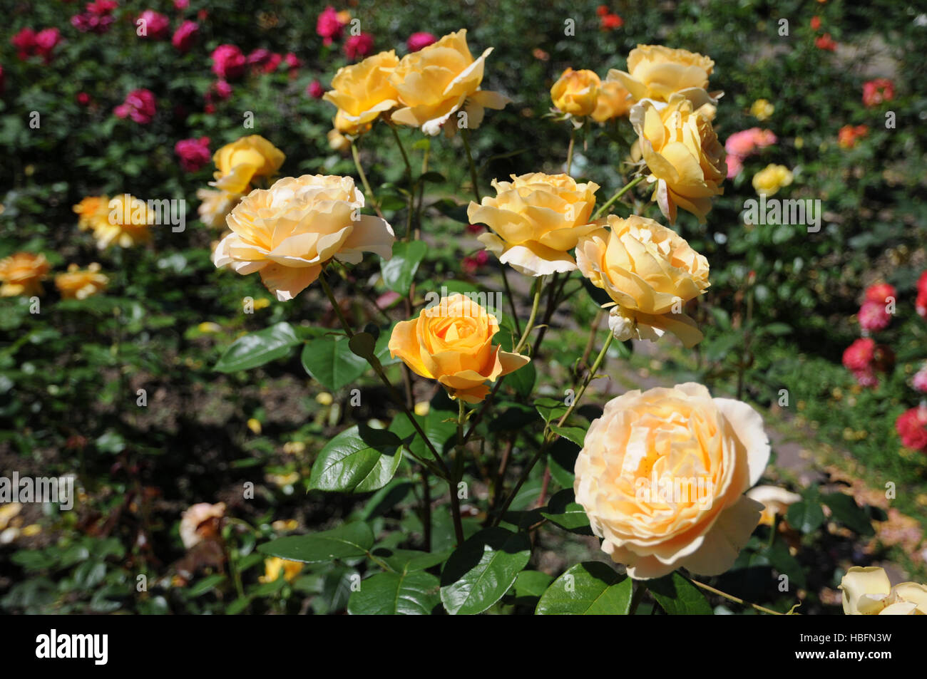 Rosa Candlelight, Hybrid-rose Stock Photo - Alamy