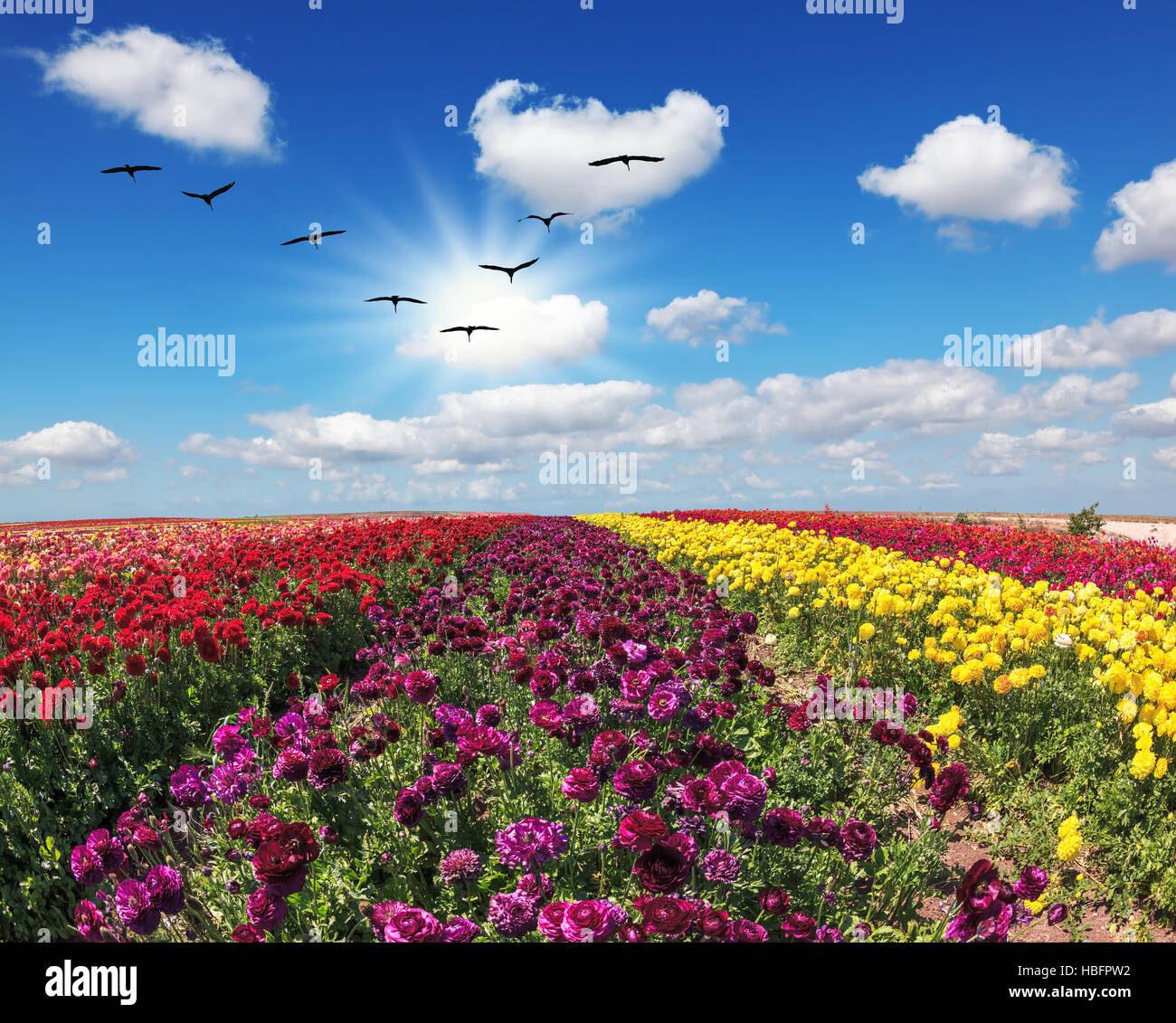 Flowers different colors Stock Photo Alamy